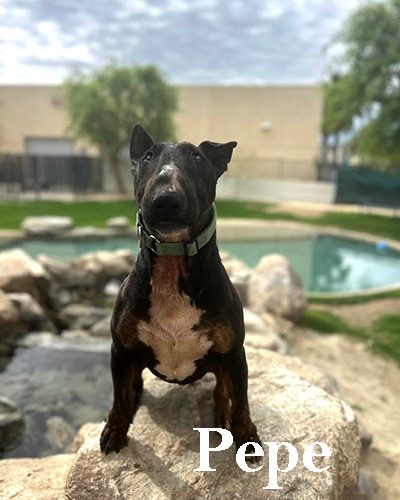 Pepe, a bull terrier at California Paws Rescue