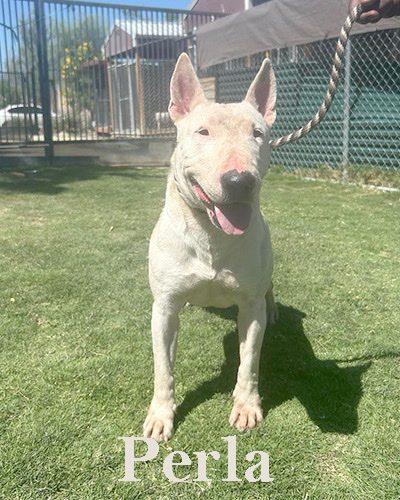 Perla, a bull terrier at California Paws Rescue