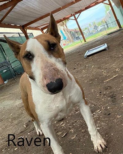 Raven, a bull terrier at California Paws Rescue