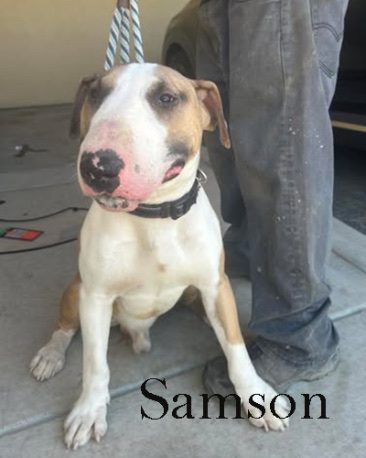 Samson, a bull terrier at California Paws Rescue