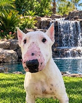 Sponge, a bull terrier at California Paws Rescue