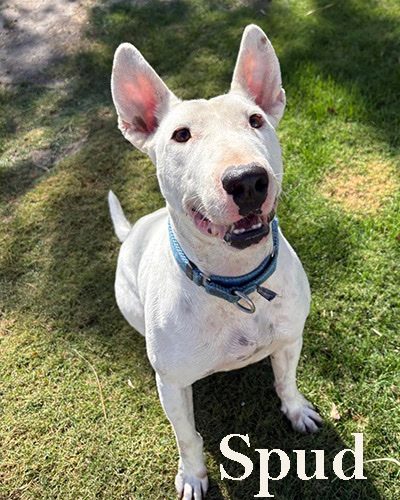 Spud, a bull terrier at California Paws Rescue