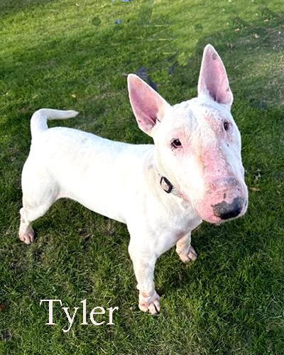 Tyler, a bull terrier at California Paws Rescue