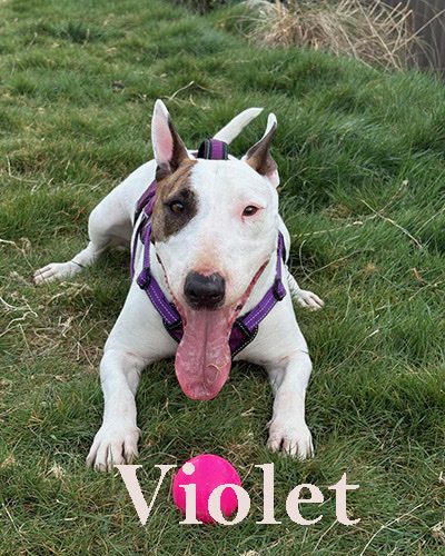 Violet, a bull terrier at California Paws Rescue