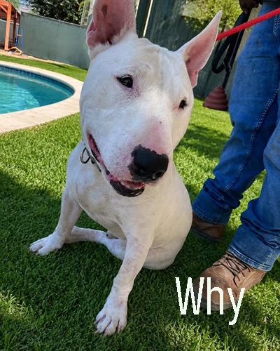 Why, a bull terrier at California Paws Rescue