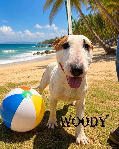 Woody, a bull terrier at California Paws Rescue