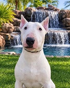 Zach, a bull terrier at California Paws Rescue